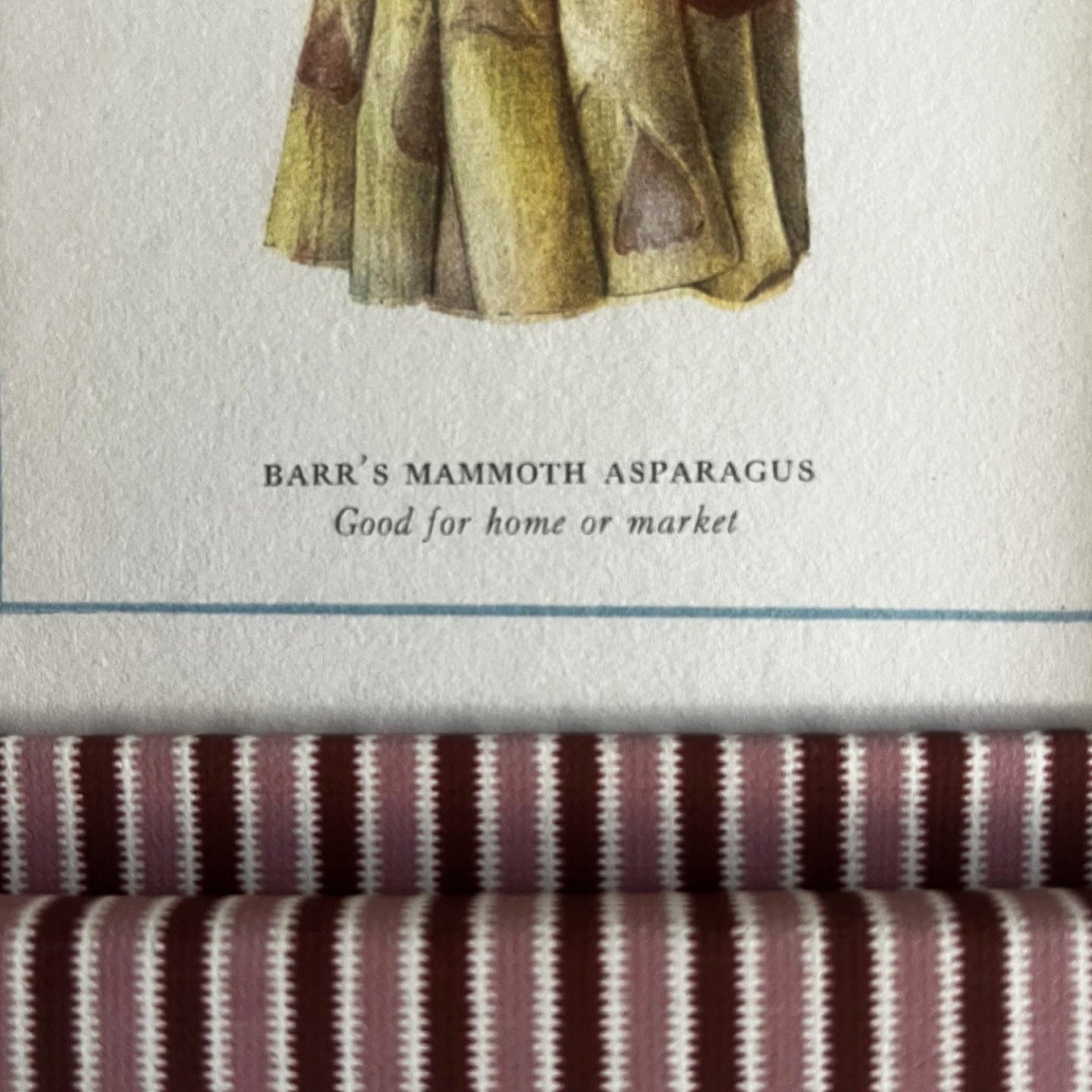 Close-up of 1918 Asparagus plant historic illustration and textured blush pink and burgundy red zigzag frame detail.