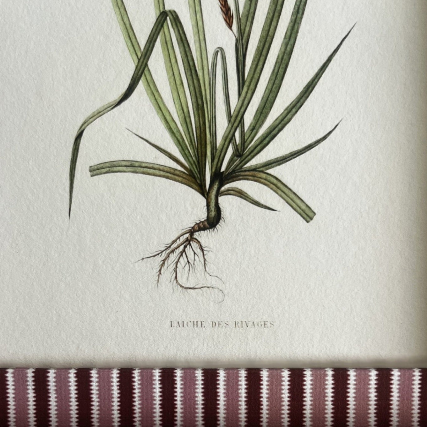 Close-up of Laîche des rivages botanical print showing texture of hand-made Blush (pink) & Burgundy (red) Zigzag cotton frame.