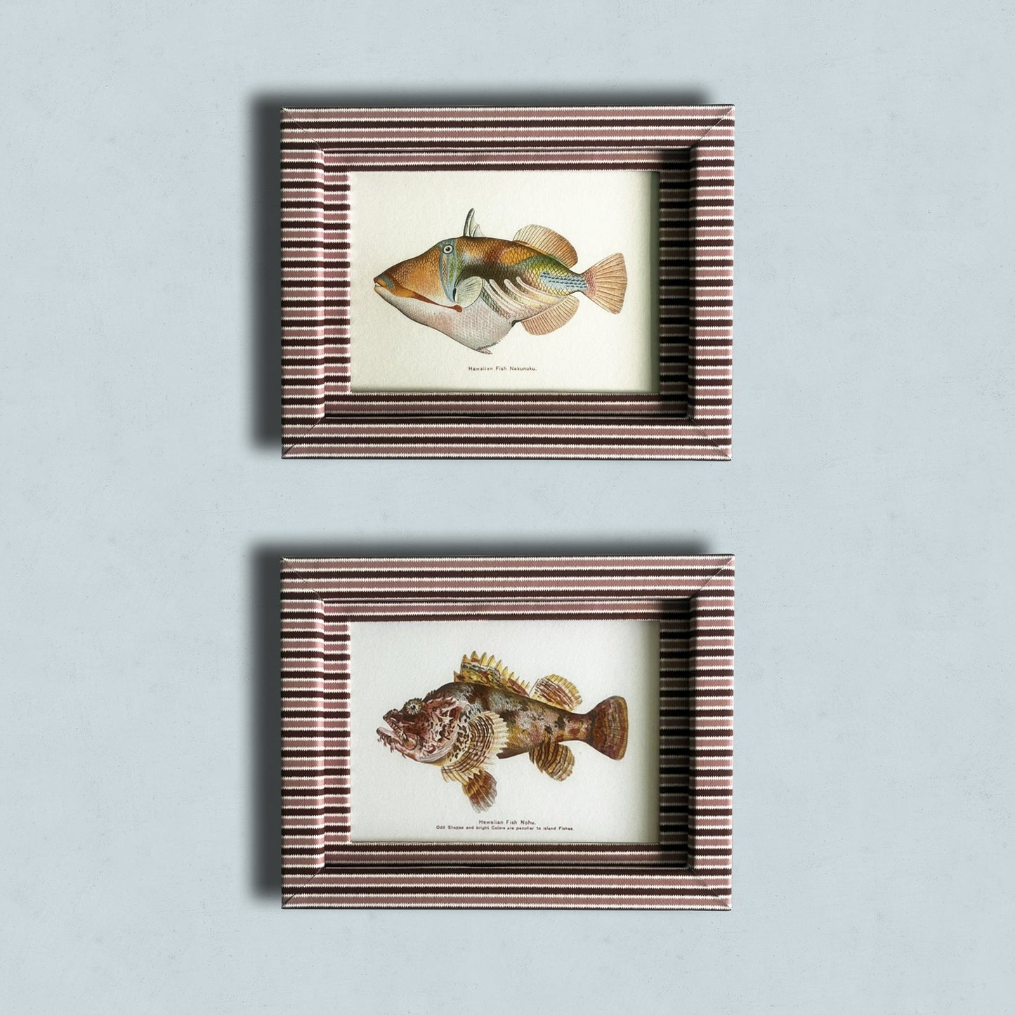 Digitally restored 1905–1910 Hawaiian marine prints in patterned 9x7in frames. Celebrating native ocean life with bold color and craftsmanship.