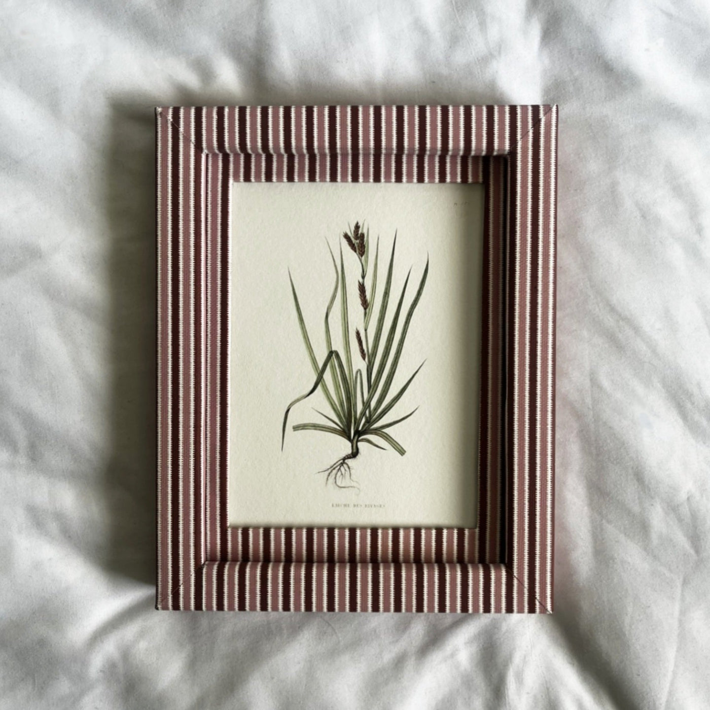 Laîche des rivages botanical plant print in a 9x7 inch Blush (pink) & Burgundy (red) Zigzag frame on a linen background.