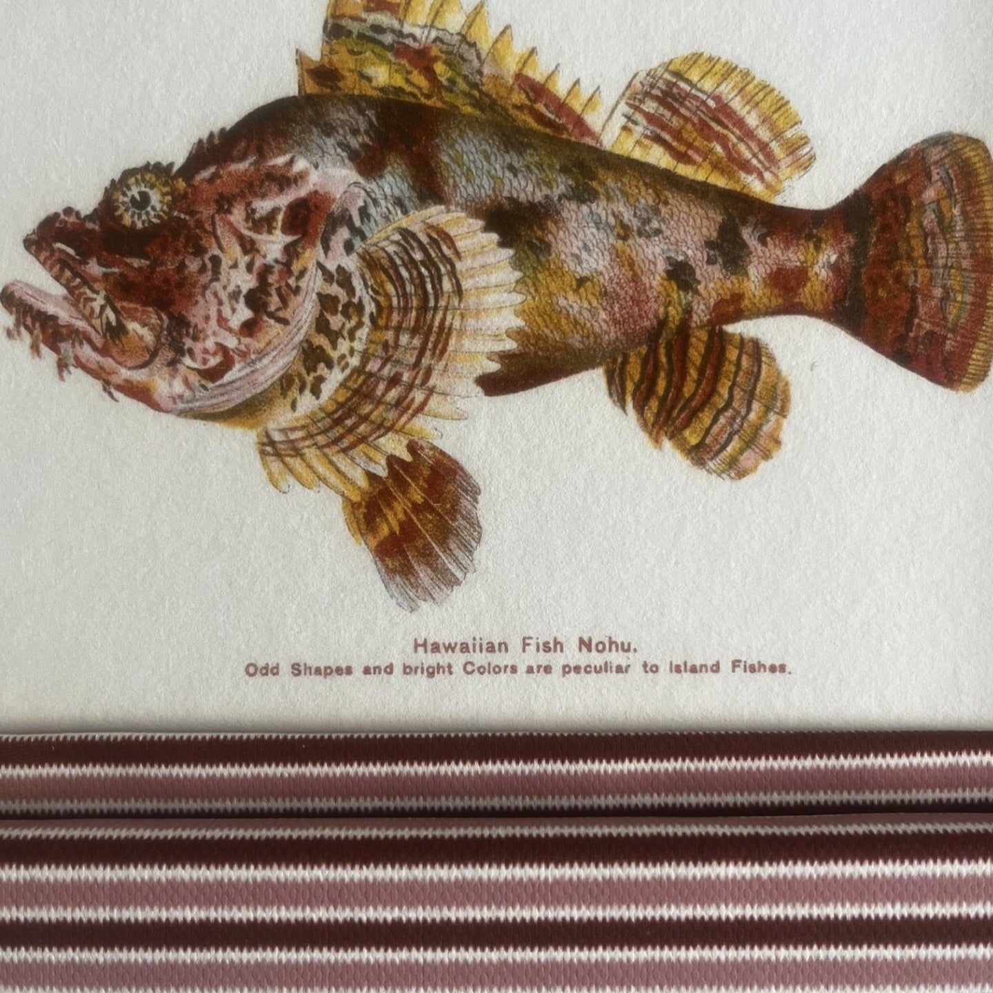 Vintage Hawaiian scorpionfish and trumpetfish prints in elegant 9x7in frames. A colourful, coastal-inspired art set with historical roots and handcrafted textile detail.