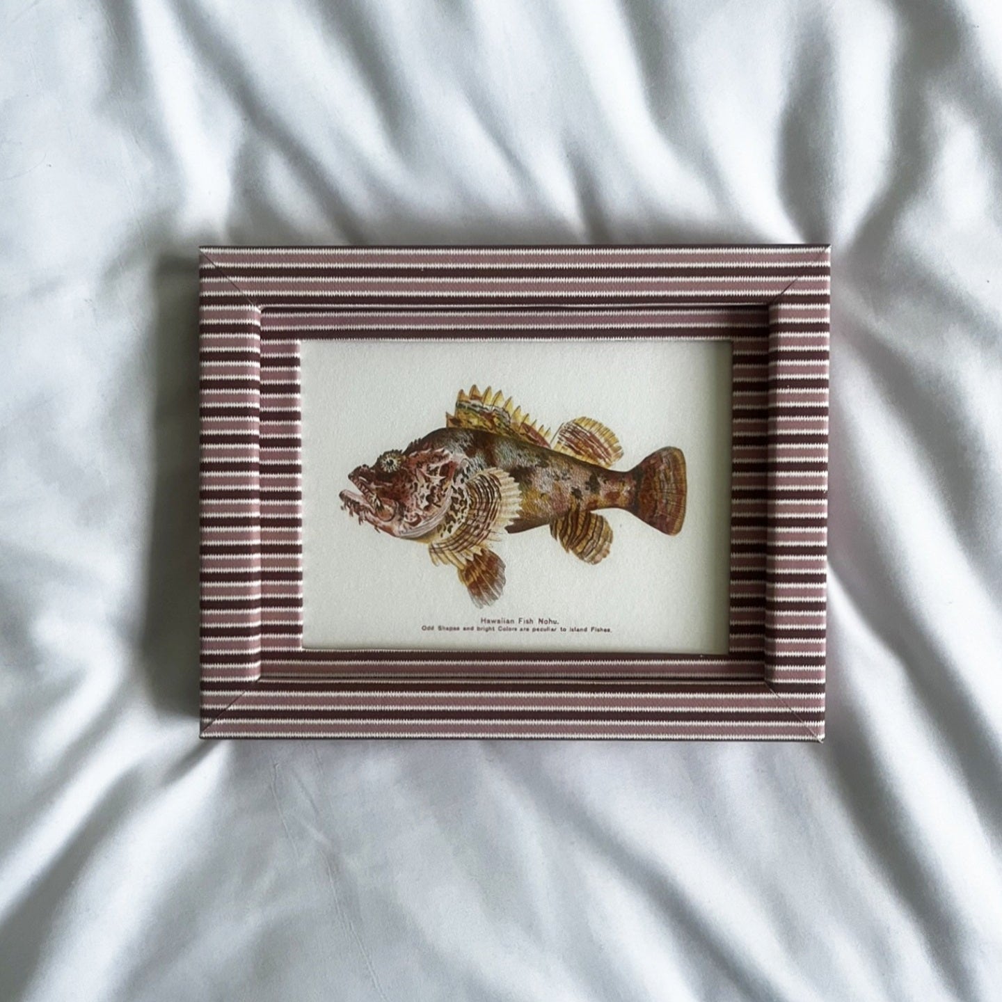 Early 1900s Hawaiian fish prints – Nohu & Nakunuku – in blush & burgundy zigzag frames. Vivid marine charm meets vintage illustration.