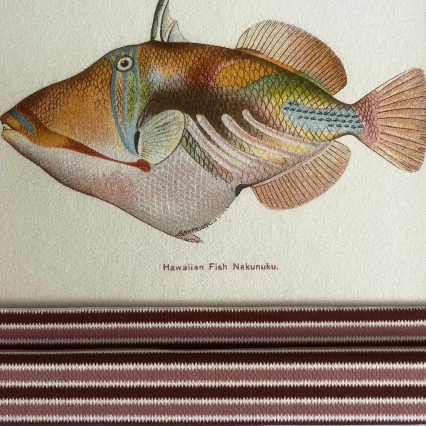 Celebrate Hawaiian marine life with this vibrant fish art duo, digitally restored from 1905–1910 illustrations and presented in hand-wrapped blush & burgundy zigzag frames.