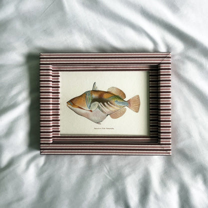Vintage Hawaiian fish art: Nohu (Scorpionfish) and Nakunuku (Trumpetfish) in cotton-wrapped artisan frames. Perfect for ocean lovers.