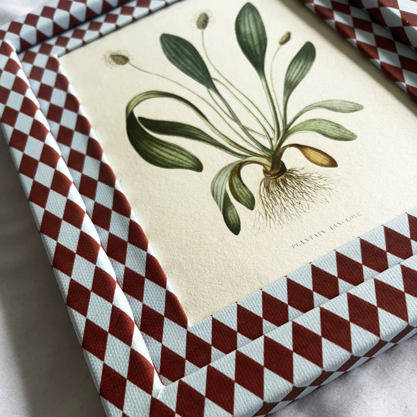 Plantain Lancéolé Print with Burgundy & Blue Harlequin Frame 10x8in