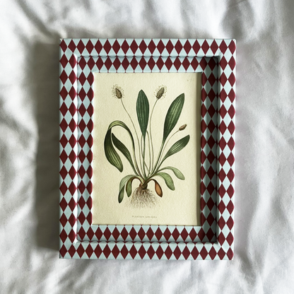 Plantain Lancéolé Print with Burgundy & Blue Harlequin Frame 10x8in