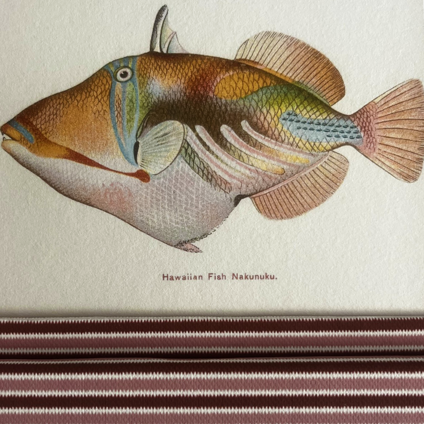 Set of 2 Hawaiian Fish Prints with Blush & Burgundy Zigzag Frame 9x7in