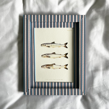 Young Salmon Print with Blue & Burgundy Zigzag Frame 9x7in