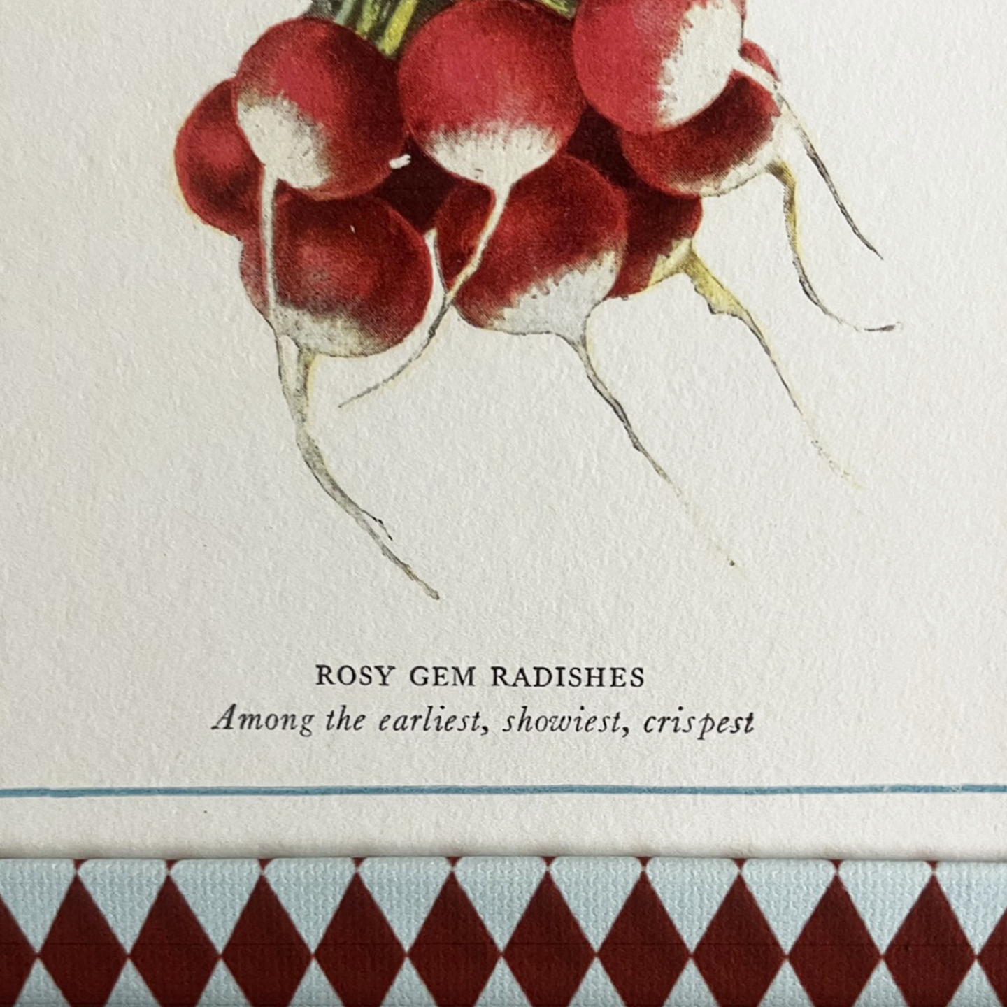 Radish Print with Burgundy & Blue Harlequin Frame 10x8in