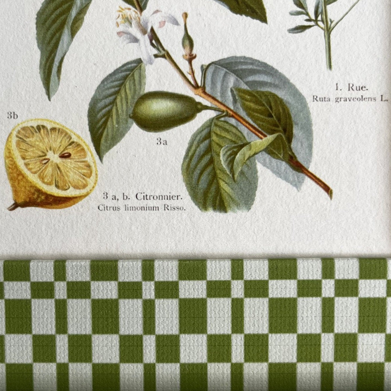 Close-up of Green & Beige Checkered frame texture and 1906 Citrus Aurantium plant illustration detail.