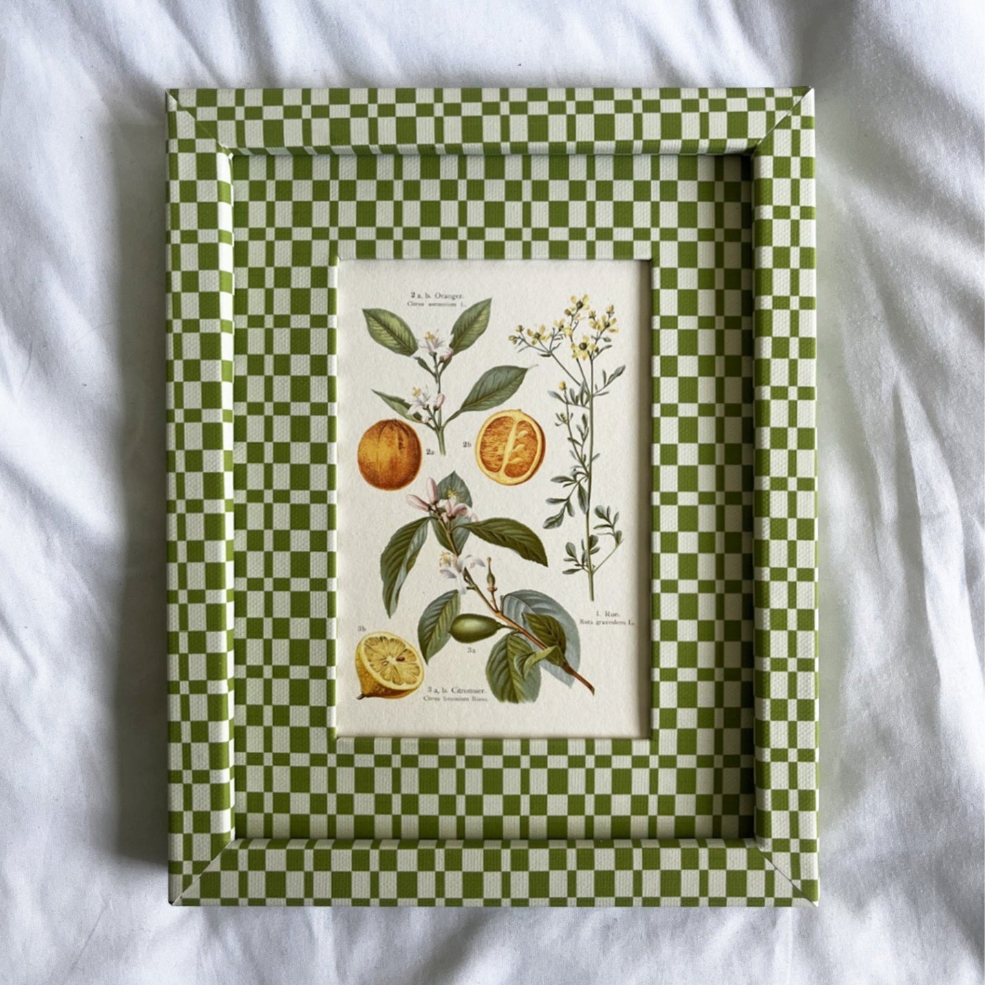 Full view of Citrus Aurantium Botanical Oranges print in 10x8in Green & Beige Checkered cotton-wrapped frame.

