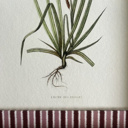 Close-up of Laîche des rivages botanical print showing texture of hand-made Blush (pink) & Burgundy (red) Zigzag cotton frame.