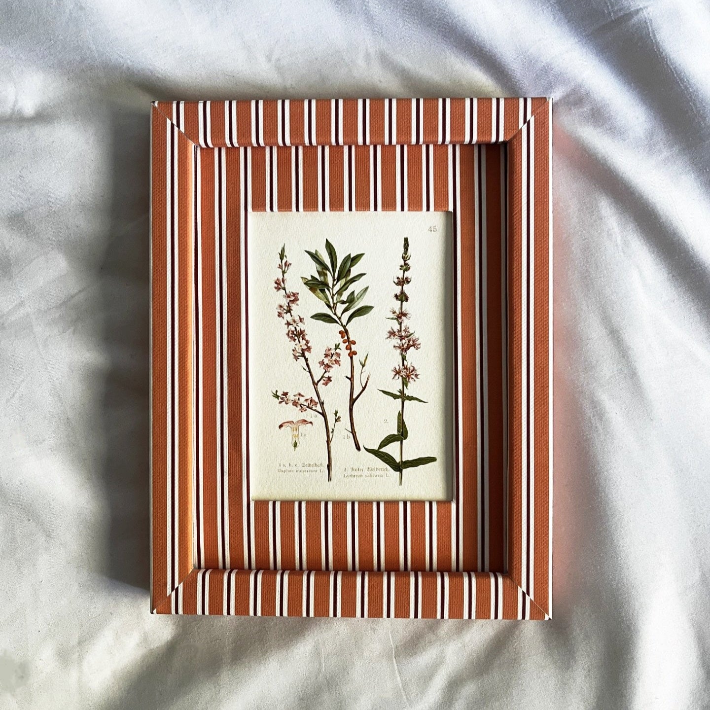 Full view of Daphne Mezereum botanical plant print in 9x7 inch Tangerine (orange) & Burgundy (red) Seaside Stripe frame on a linen background