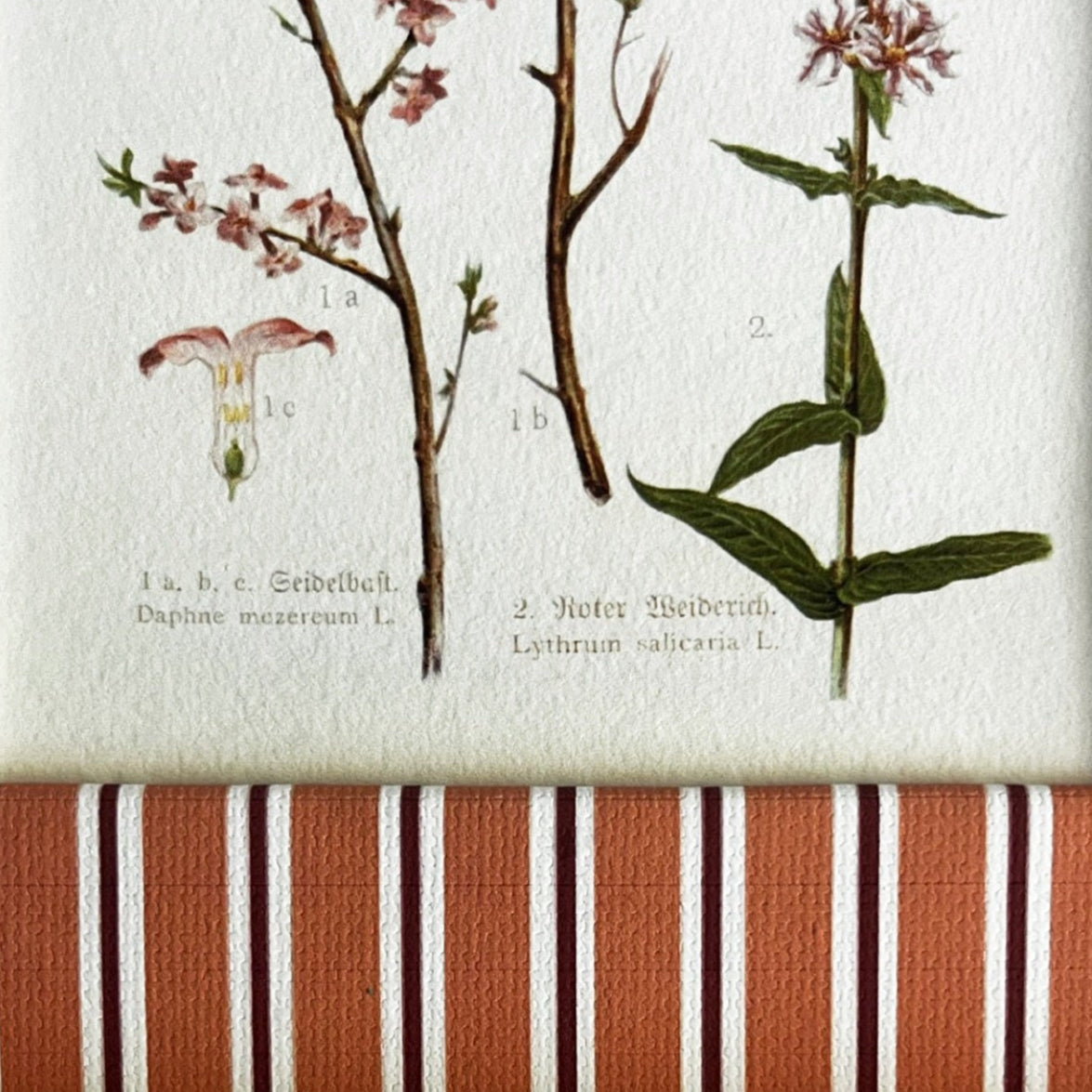 Close-up of Daphne Mezereum plant print in the hand-painted Tangerine (orange) & Burgundy (red) Seaside Stripe frame showing paper texture and frame detail