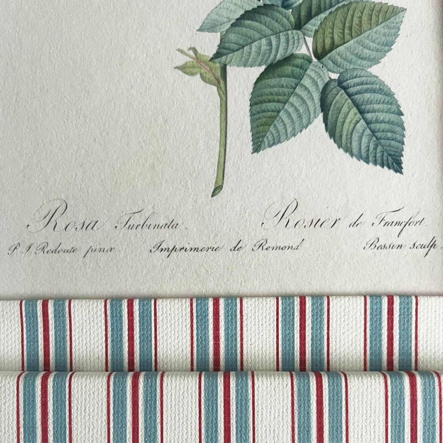 Close-up of 100% cotton-wrapped Sky blue & Scarlet red Tailor british Stripe frame with Empress Josephine rose botanical illustration