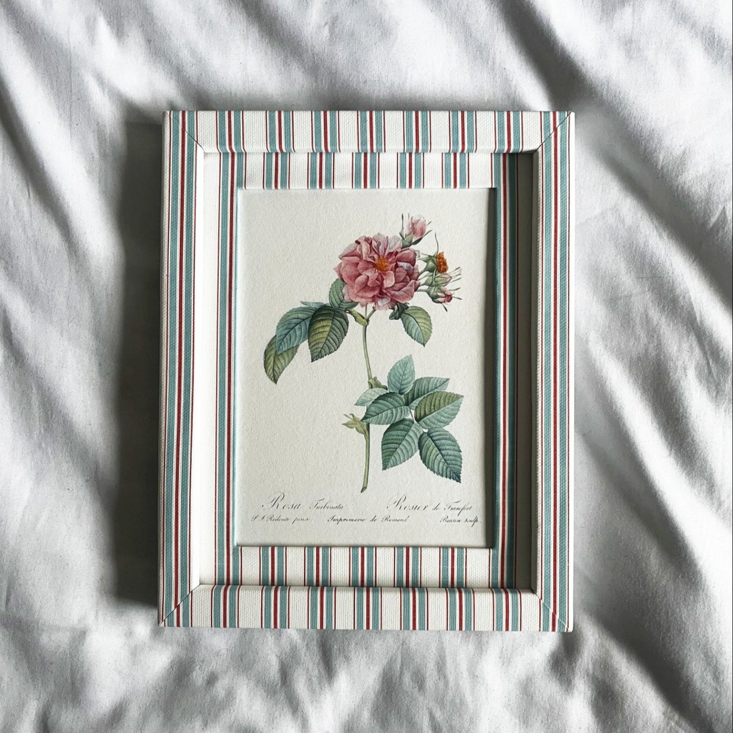  Full view of Empress Josephine rose plant print in 10x8in Sky (blue) & Scarlet (red) Tailor Stripe frame