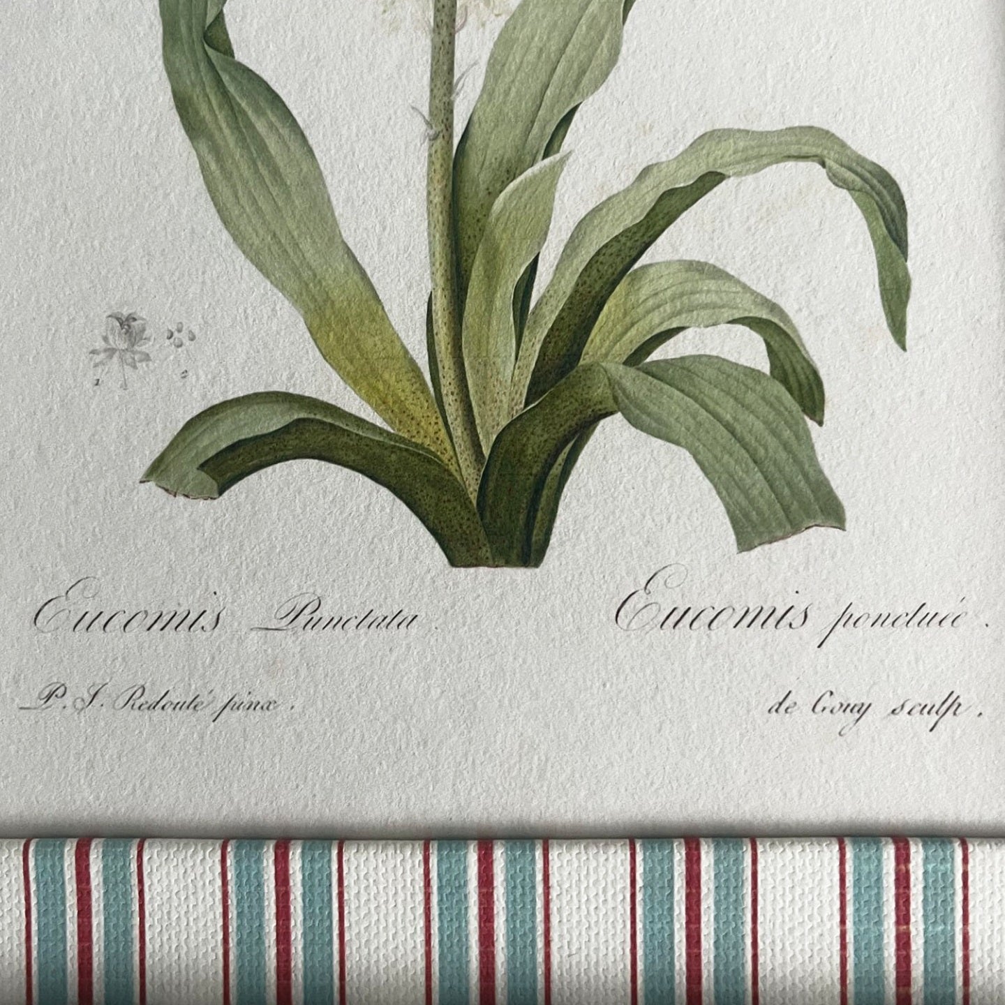 Close-up of 100% cotton-wrapped Sky (blue) & Scarlet (red) Tailor Stripe frame with Eucomis Punctata botanical plant illustration