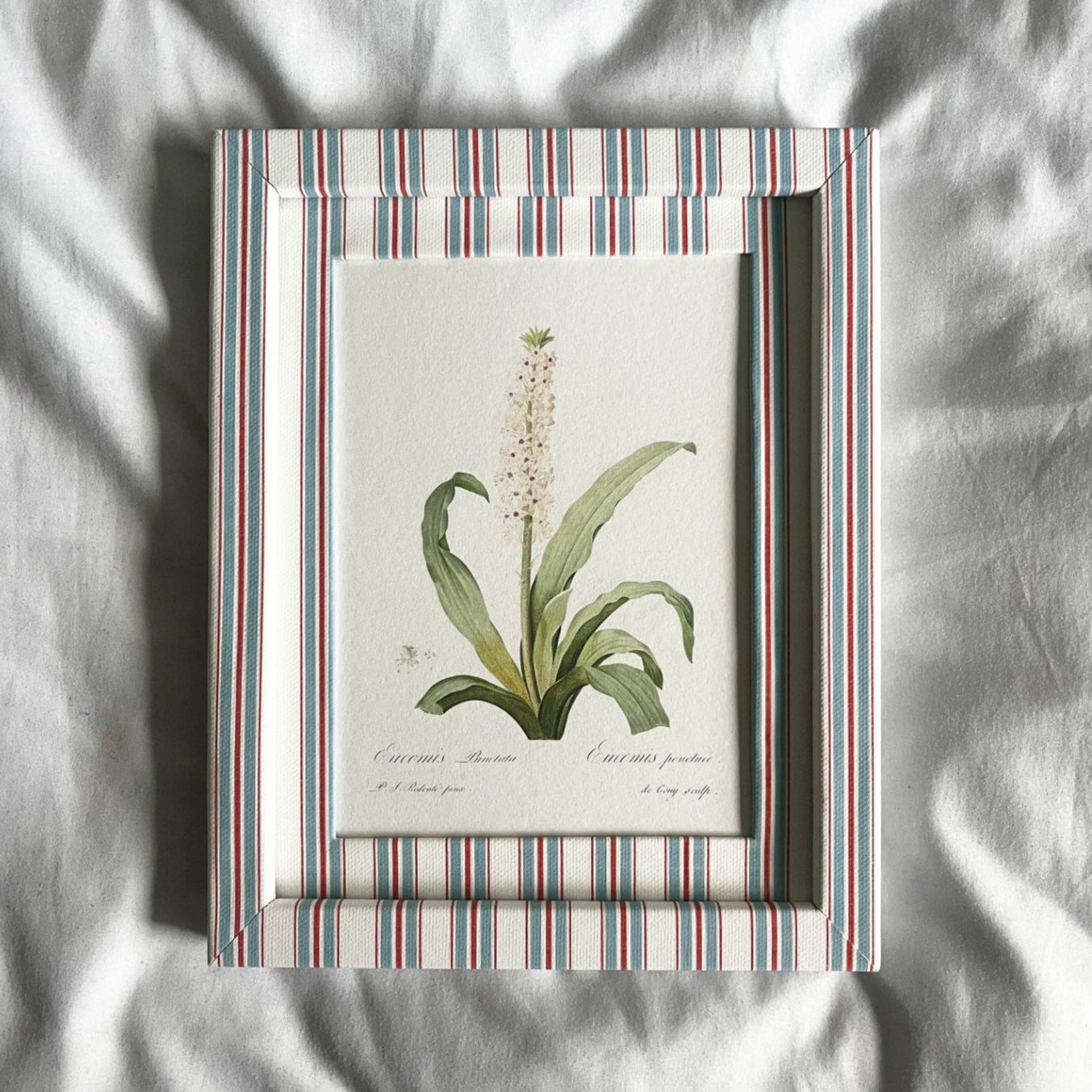 Full view of Eucomis Punctata botanical plant print in 10x8in Sky (blue) & Scarlet (red) Tailor Stripe frame