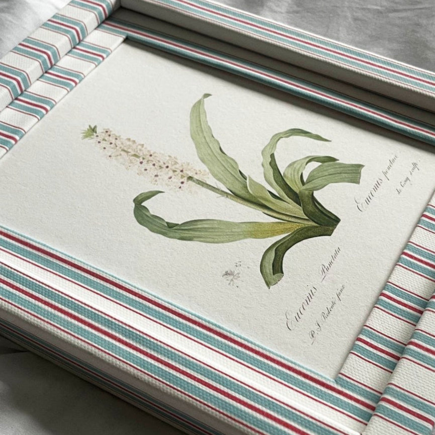 Side angle of Eucomis Punctata artwork framed in Sky (blue) & Scarlet Tailor (red) british Stripe design