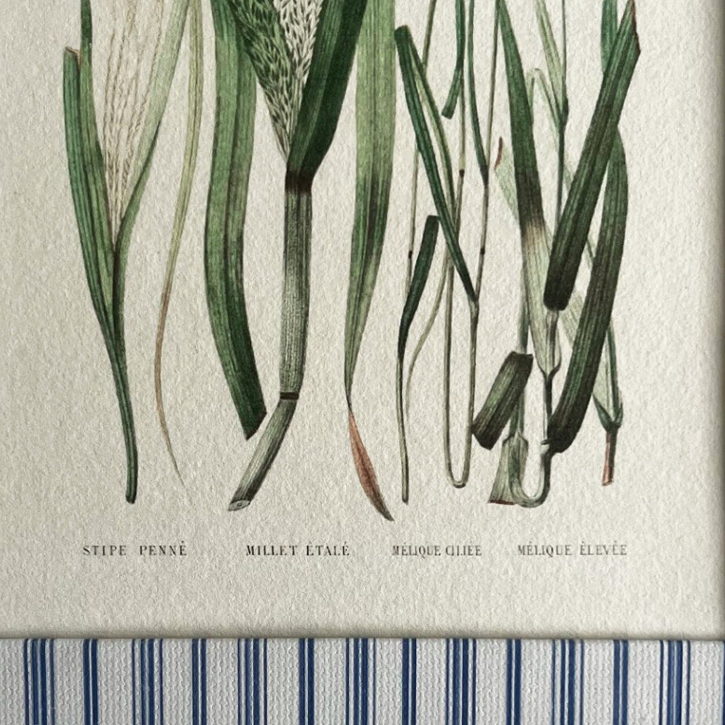 Close-up of Forage Grasses print with hand-painted Rustic Blue Stripe frame showing texture and light blue and grey colour