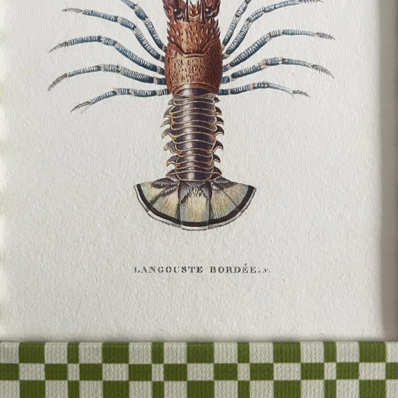 Close-up of cotton-wrapped Green & Beige Checkered frame detailing and spiny lobster illustration from 1824.