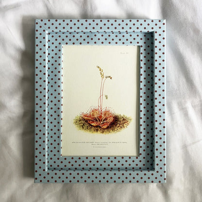 Sphagnum Moss Print with Blue & Burgundy Pembroke Dot Frame 10x8in