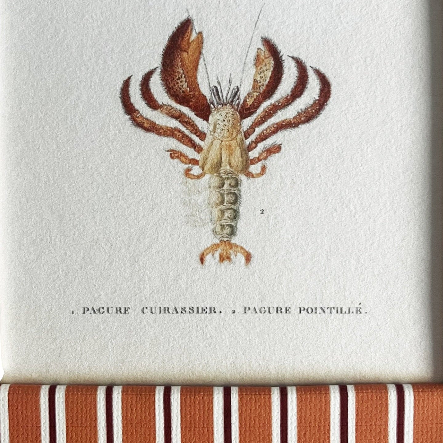 Close-up of Pagure Cuirassier print in handcrafted Tangerine (orange) & Burgundy (red) Seaside Stripe frame showing detail and texture