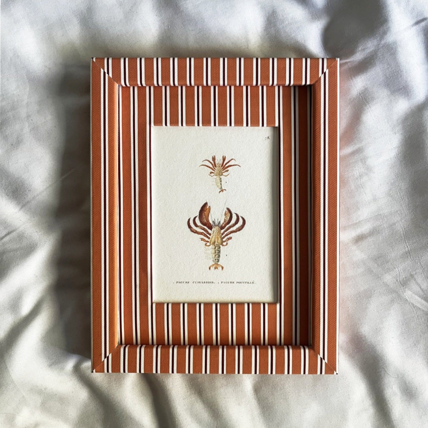 Full view of Pagure Cuirassier hermit crab print in 9x7 inch Tangerine (orange) & Burgundy (red) Seaside Stripe frame on a linen background