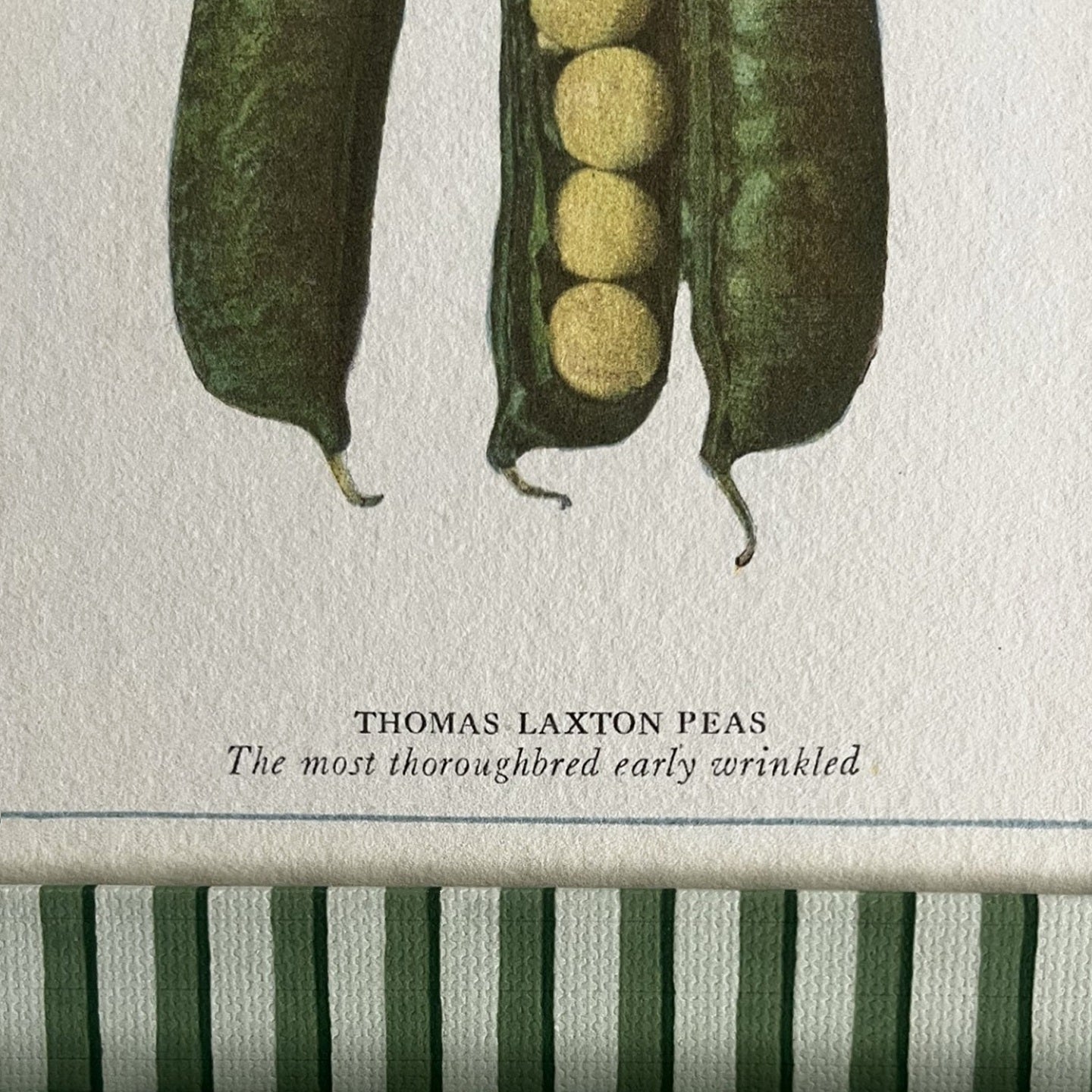 Close-up of Peas print showing fine detail and textured Green Vanguard Stripe frame, wrapped in 100% cotton.