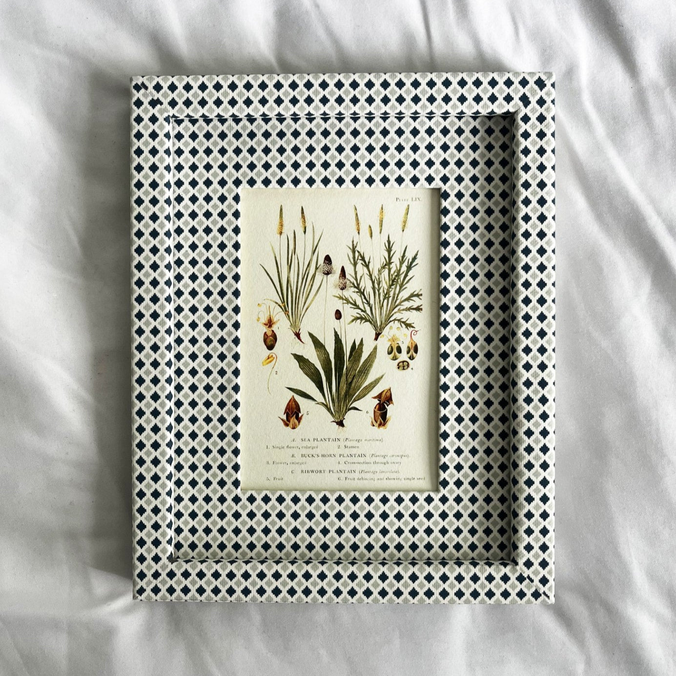 Full view of the Plantago botanical print displayed in a 10x8 inch  Navy & Mist Blue Zellige frame with blue and grey tones, on a textured linen background.
