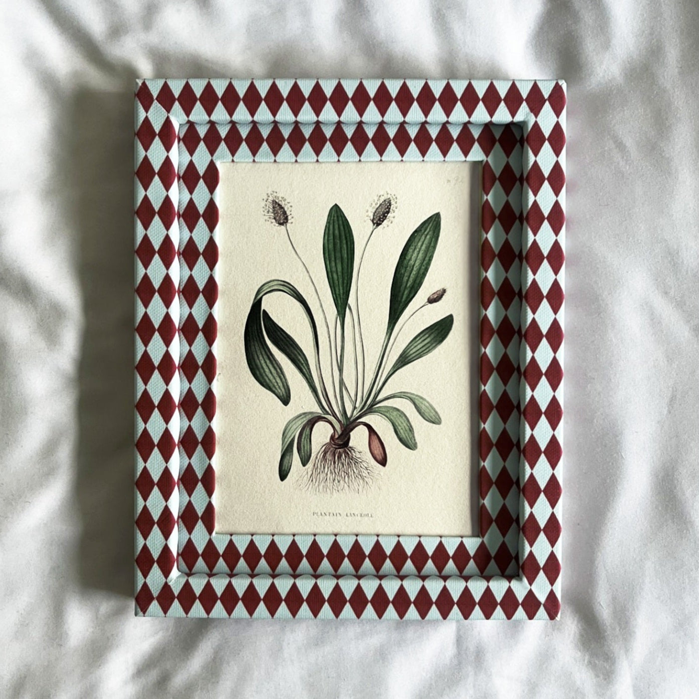 Full view of Plantain Lancéolé botanical plant print in Burgundy red & Blue Harlequin frame, 10x8in