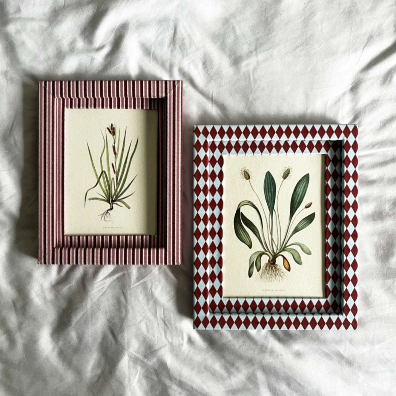 Framed Plantain Lancéolé botanical wildflower plant artwork, red and blue checkered harlequin handmade frame