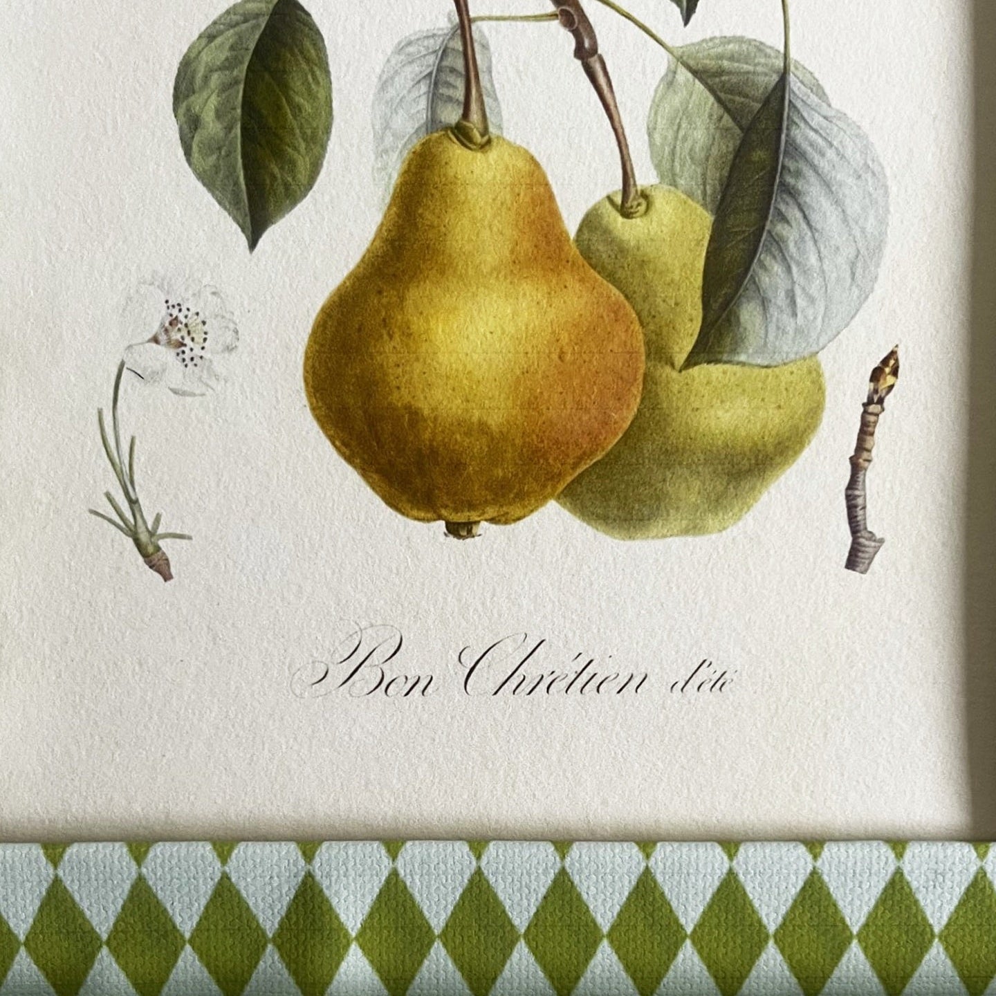Close-up of Chartreuse green & Frost blue Harlequin frame and 1846 Bon Chrétien d’Été pear botanical artwork detail