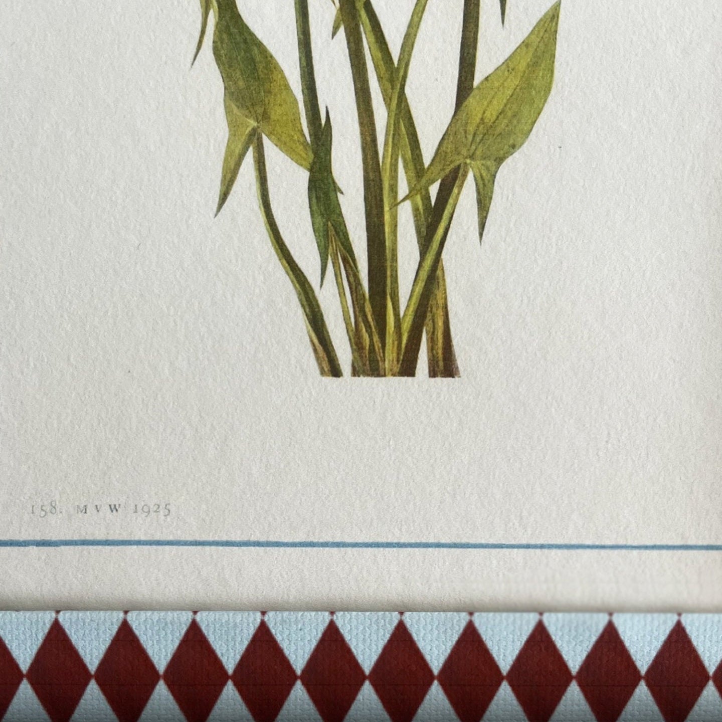 Close-up detail of the Sagittaria Cuneata botanical plant illustration framed in handcrafted Burgundy & Blue Harlequin frame