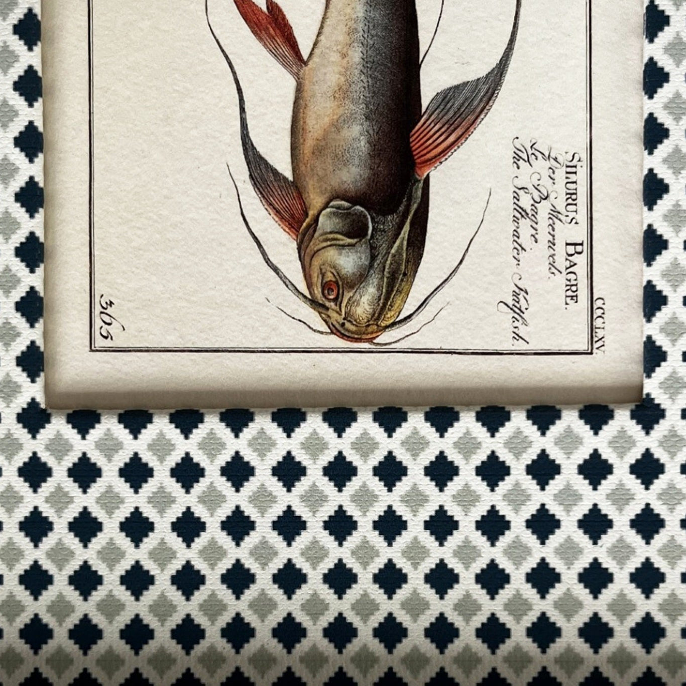 Close-up of Silurus Bagre French Catfish print showing detailed hand-colored engraving and Moroccan-inspired Navy & Mist Blue Zellige frame with blue and grey tones, 