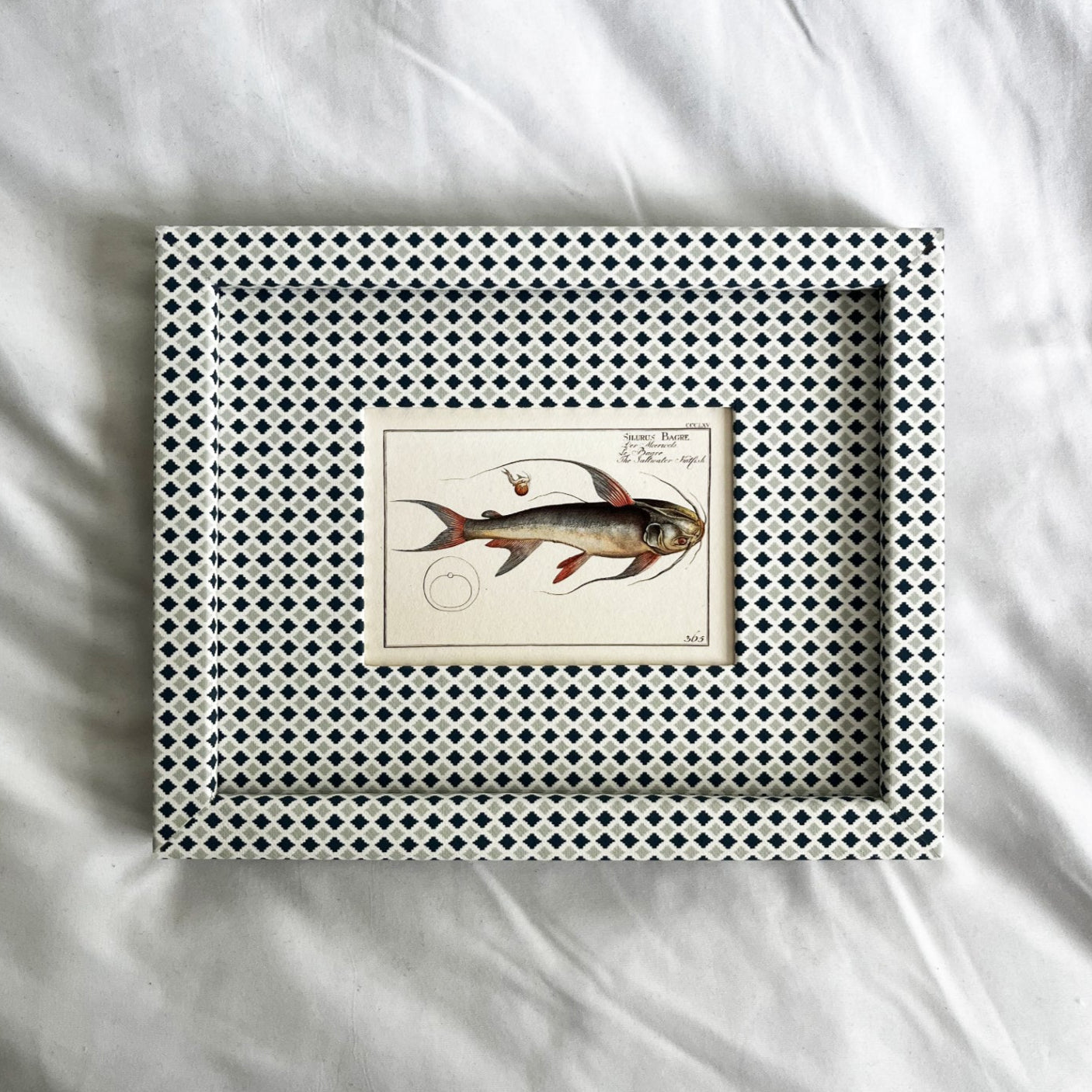 Silurus Bagre French Catfish print framed in Moroccan-inspired Navy & Mist Blue Zellige frame with blue and grey tones by The Pia Frames, displayed on linen background.