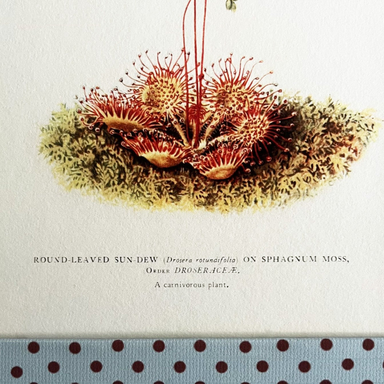 Illustration of round-leaved sun dew on sphagnum moss with polka dot fabric below.