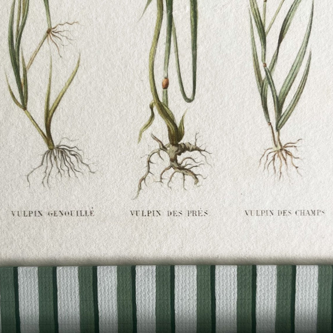 Detail of the 100% cotton hand-wrapped frame and 19th-century Vulpin des Prés botanical grass plant artwork in a green stripe frame.