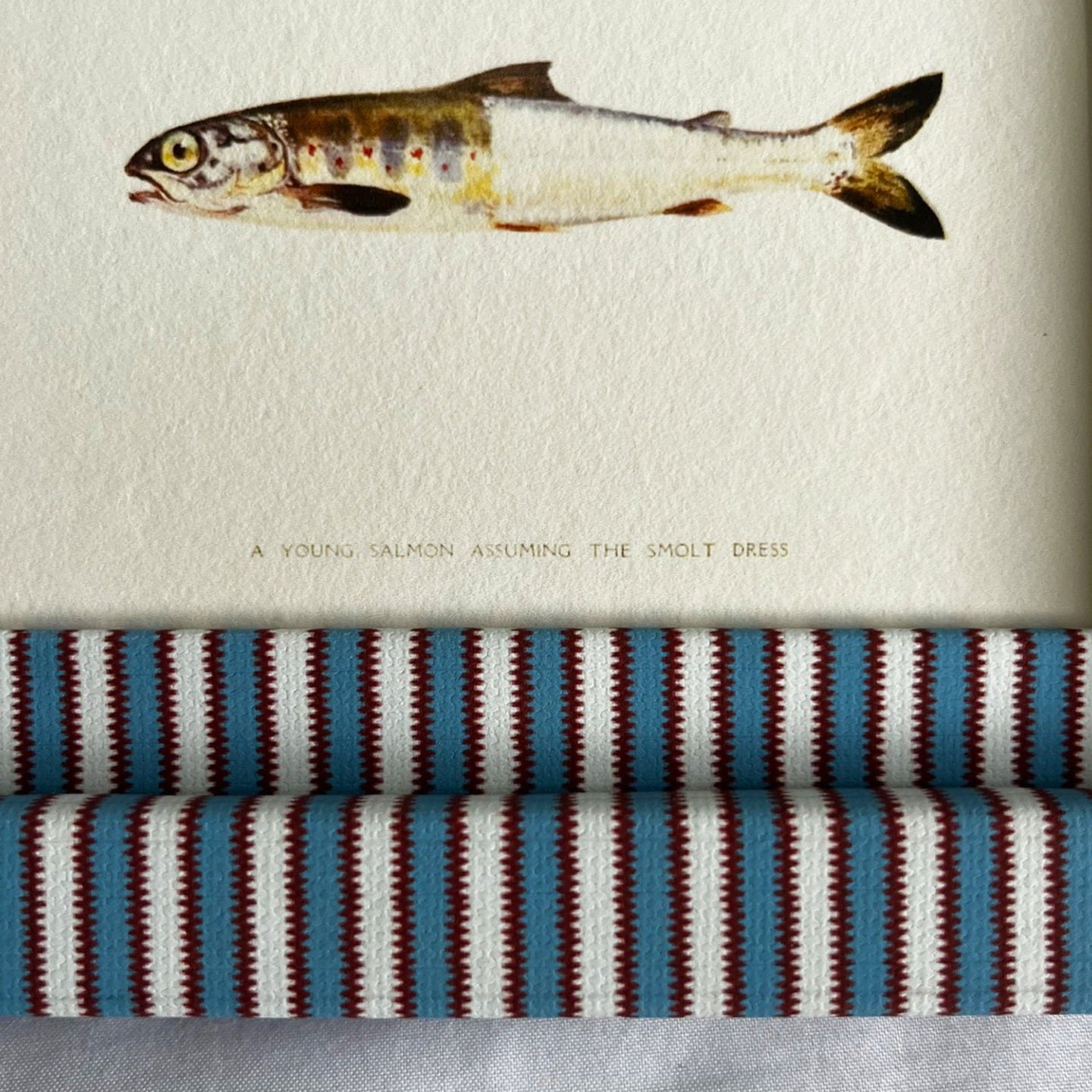 Close up of Young Salmon fish nature print in 9x7in Blue & Burgundy red Zigzag stripe frame