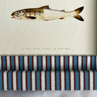 Close up of Young Salmon fish nature print in 9x7in Blue & Burgundy red Zigzag stripe frame