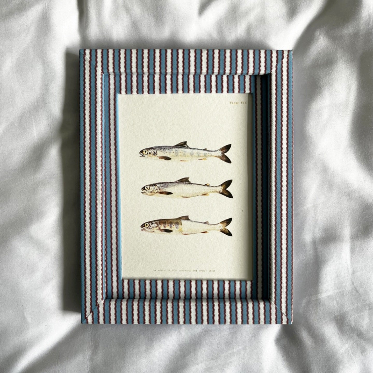 Full view of Blue & Burgundy red Zigzag frame and british young salmon fish artwork print